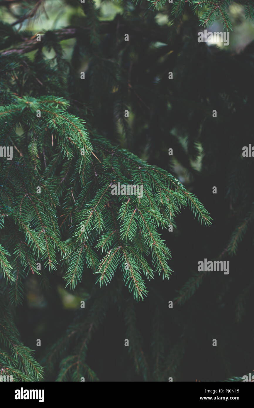Spruce In A Forest Nature Background Close Up Dark Faded