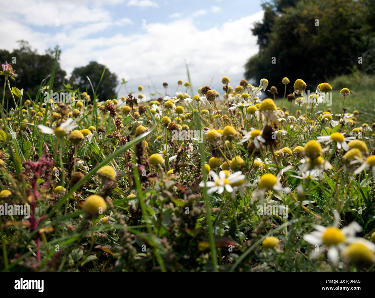 Arable weeds, Warwickshire, UK Stock Photo