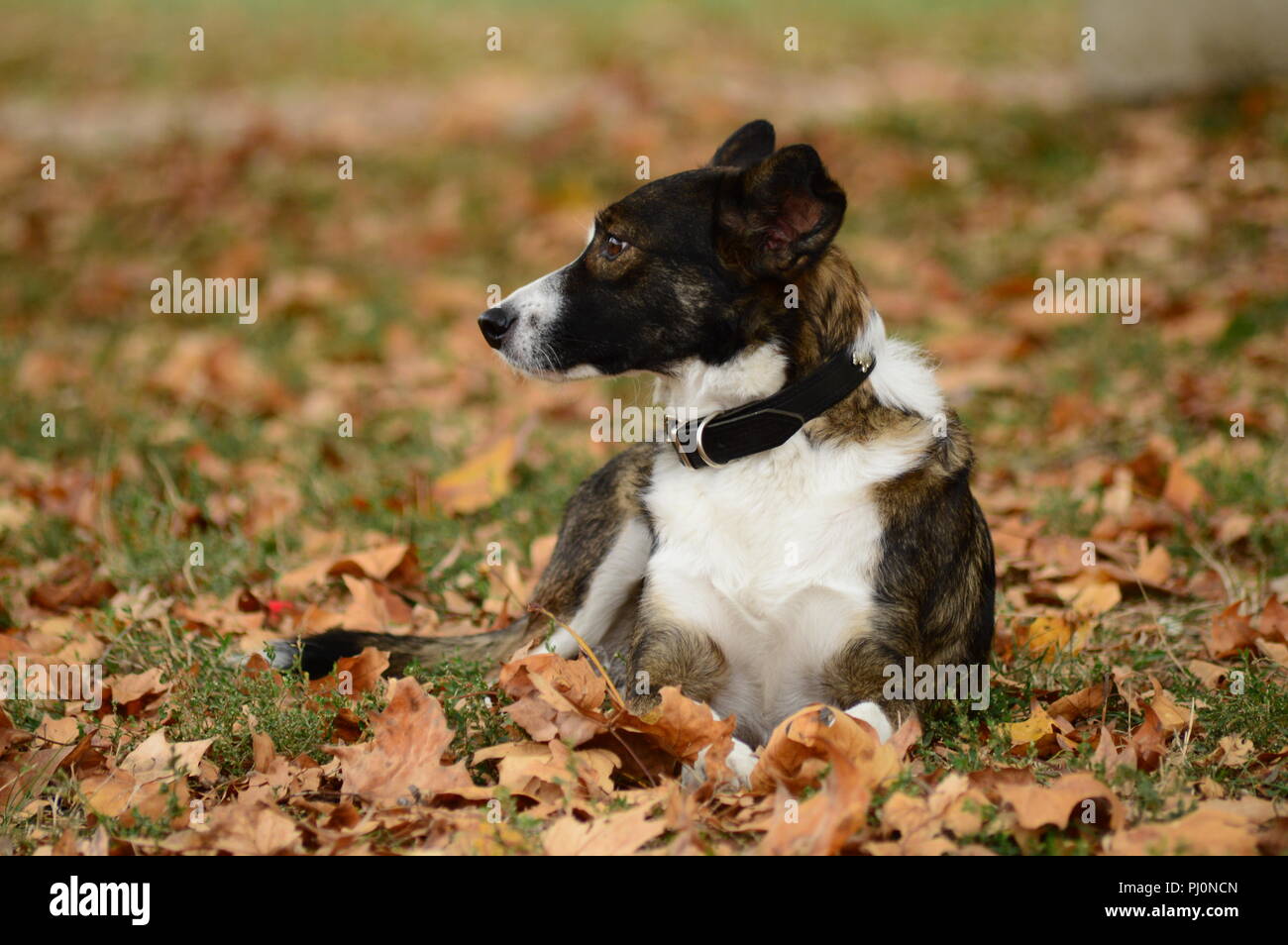 Dog in a park in autumn Stock Photo