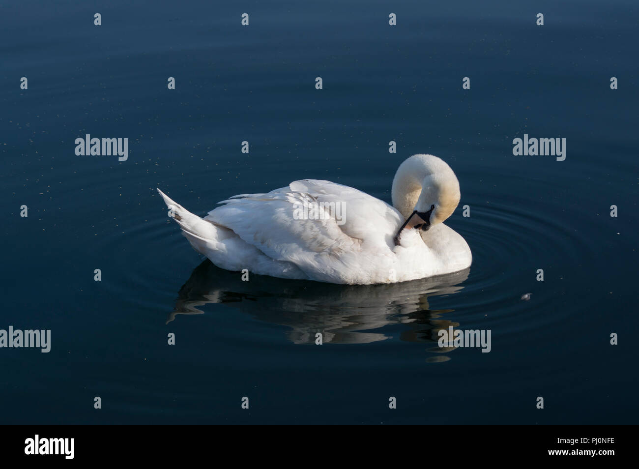 Swan in a lake Bled Stock Photo