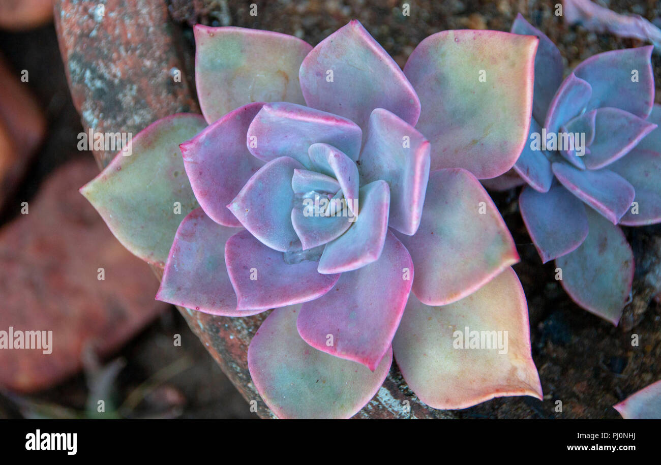 A Close up view on a colourful rock rose succulent in a clay pot Stock Photo