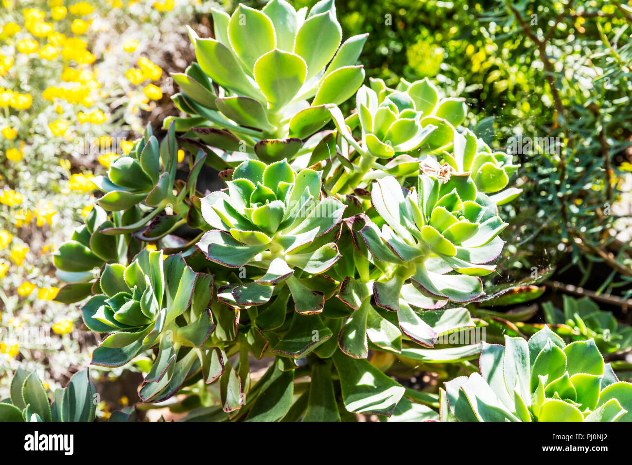 aeonium percarneum, Aeonium Kiwi, Kiwi Aeonium,  succulent, tree houseleek, aeonium percarneum Kiwi, succulent plant, plant, plants, leaves Stock Photo