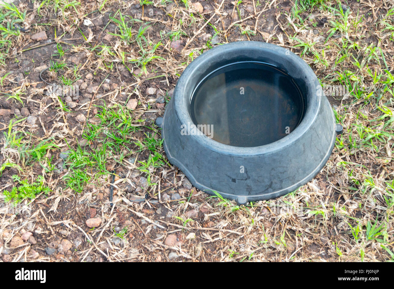 A close up view of a warn grey plastic dogs water bowl on a grass lawrn Stock Photo