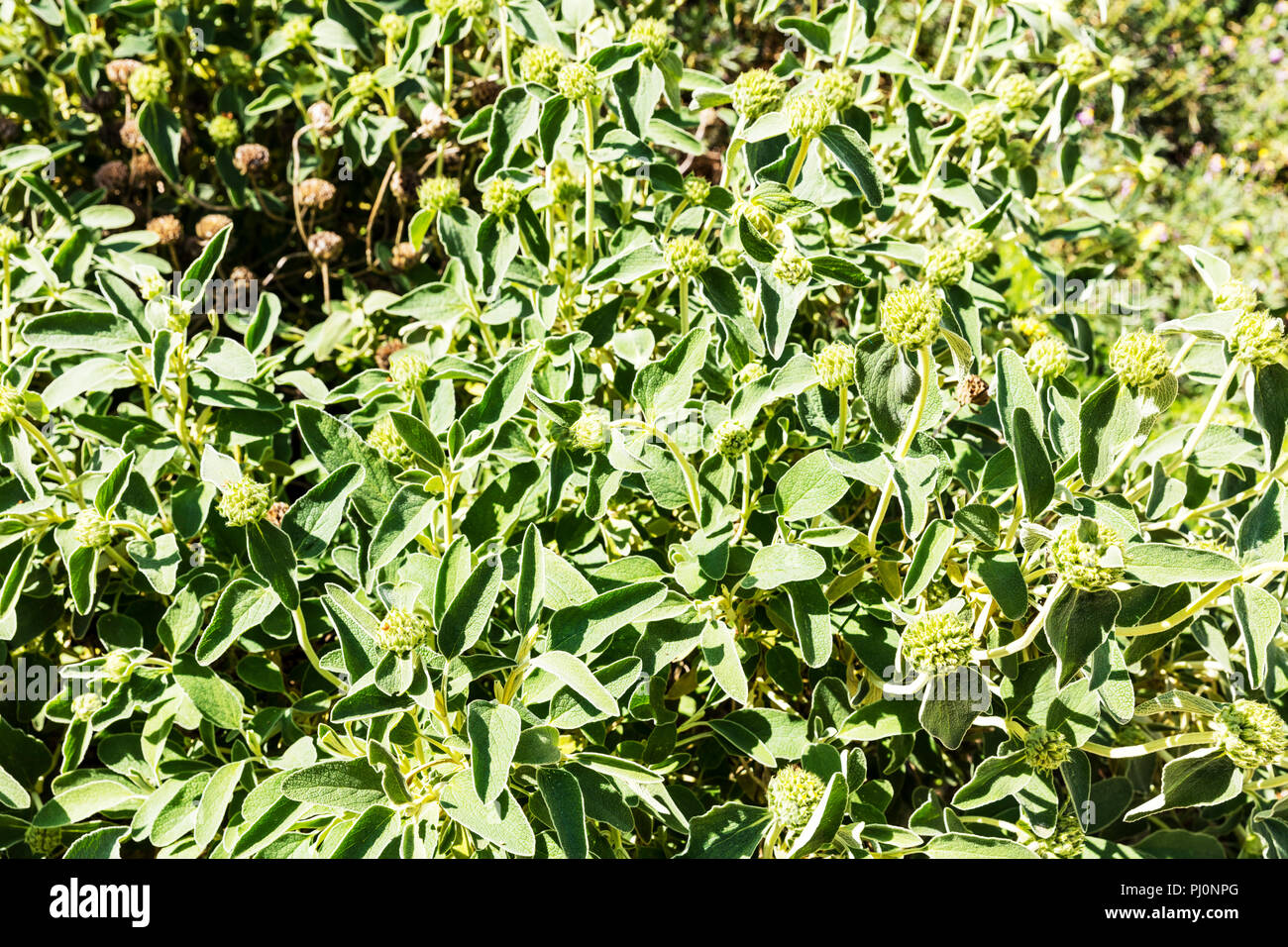 Phlomis fruticosa, Jerusalem sage, flowering plant of the Lamiaceae family, plant, plants, leaves, flower buds, buds, Jerusalem sage plant, Stock Photo