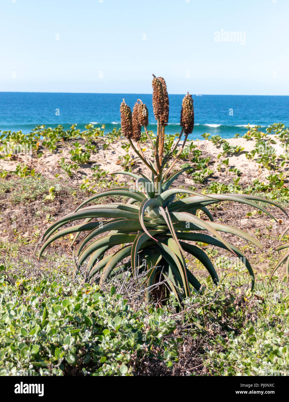 Flower seed pods hires stock photography and images Alamy