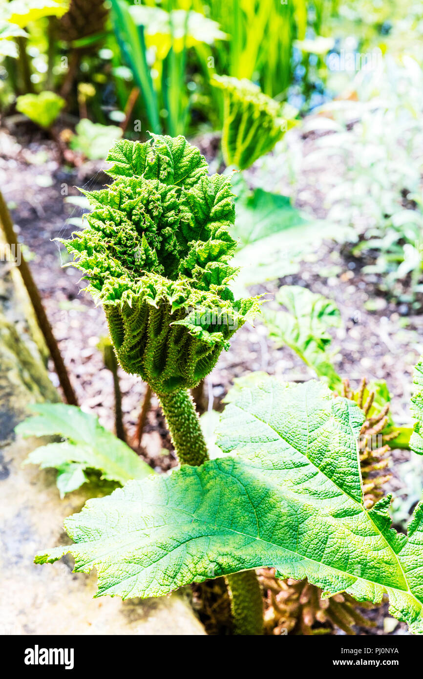 Gunnera tinctoria, giant rhubarb, Chilean rhubarb, Chilean rhubarb plant, plant, plants, leaves, giant rhubarb plant, Stock Photo