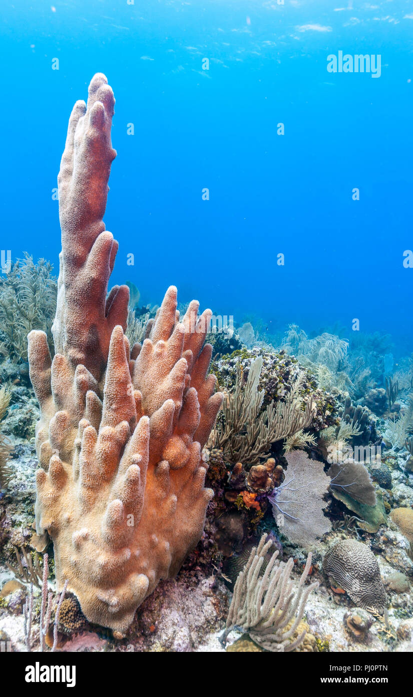 Coral reef in Carbiiean Sea, pillar coral Stock Photo