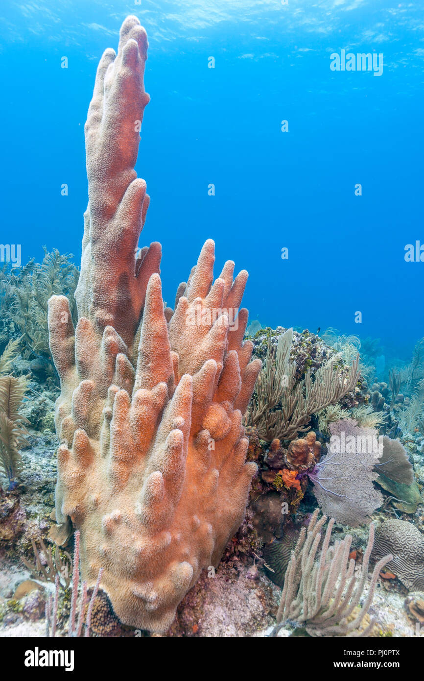 Coral reef in Carbiiean Sea, pillar coral Stock Photo