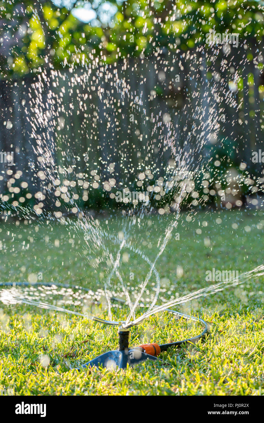 A garden sprinkler spraying water on a St. Augustine (Palmetto) grass