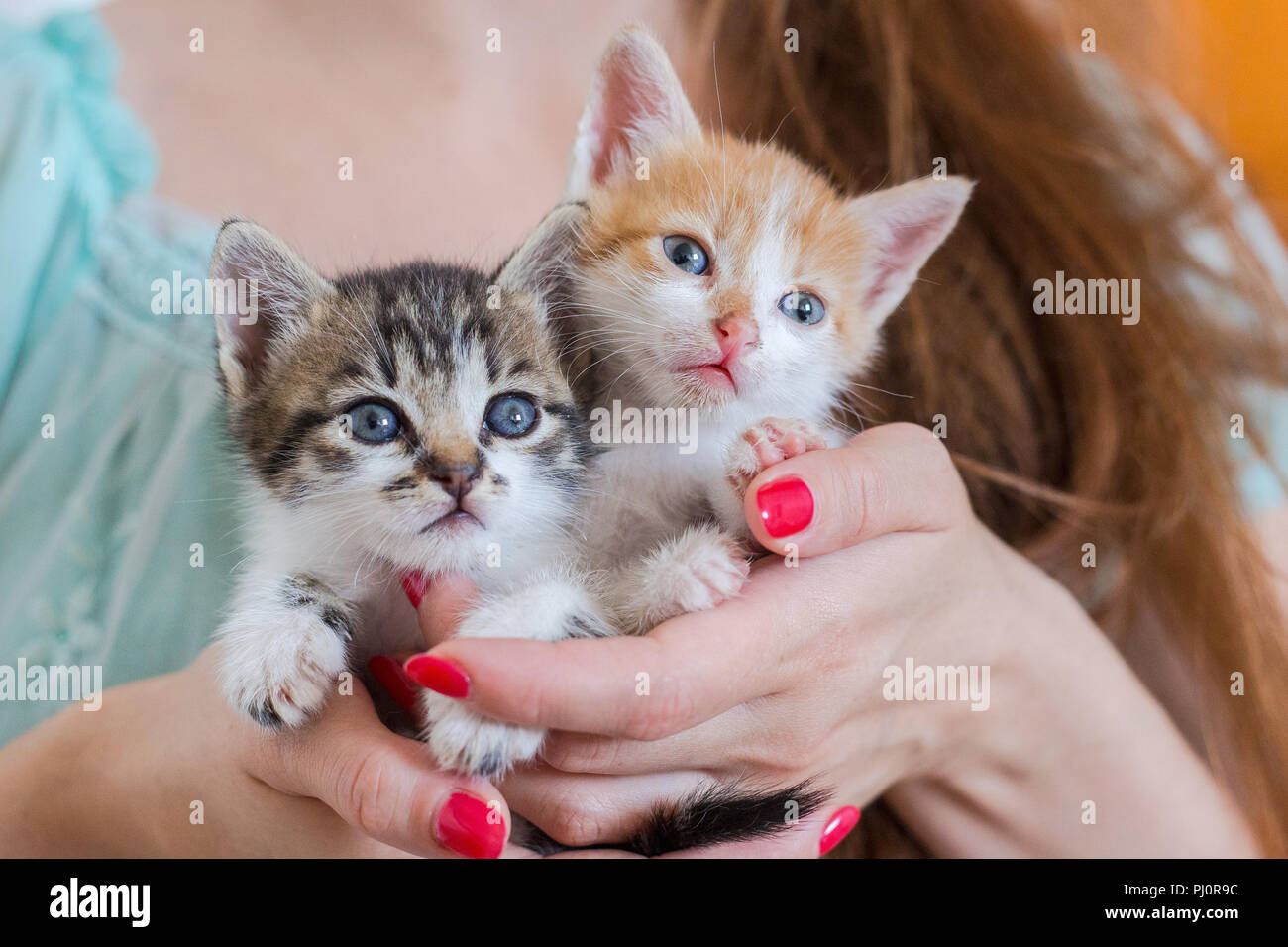 Close up of two cute kittens in woman's hands. Stock Photo