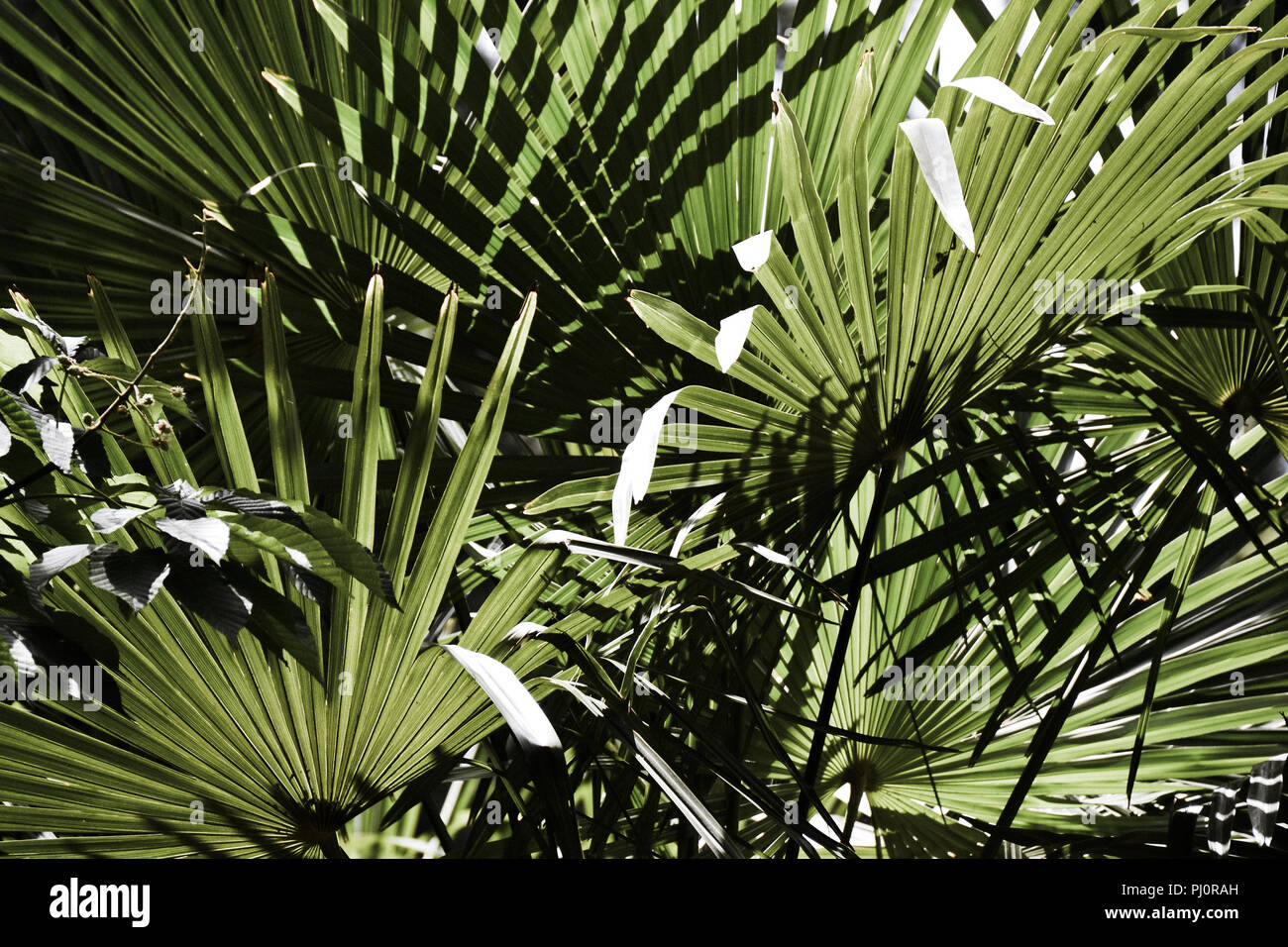 Palm Leaves Shade High Resolution Stock Photography and Images - Alamy