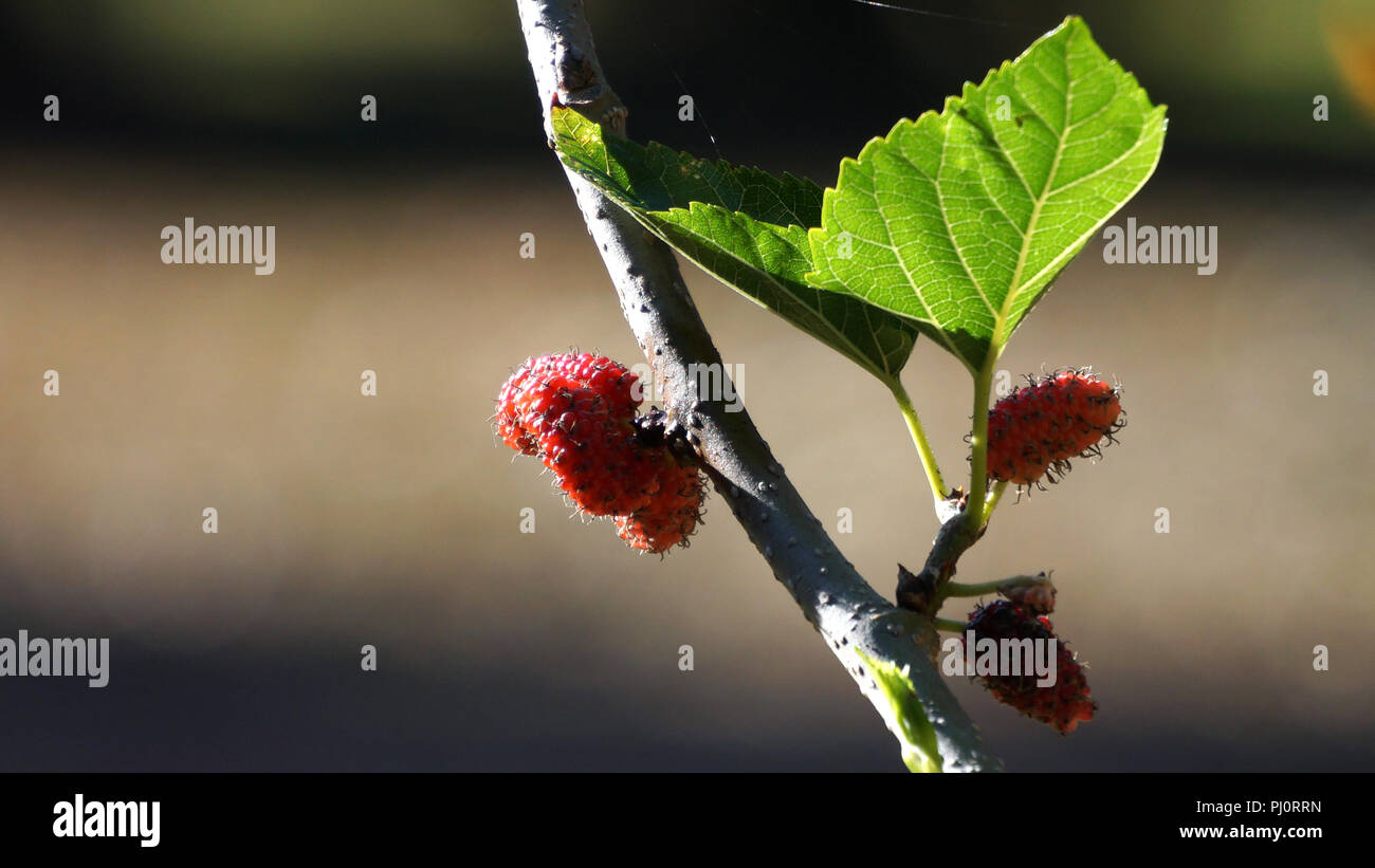 Unripe fruits of dwarf Black Mulberry Stock Photo