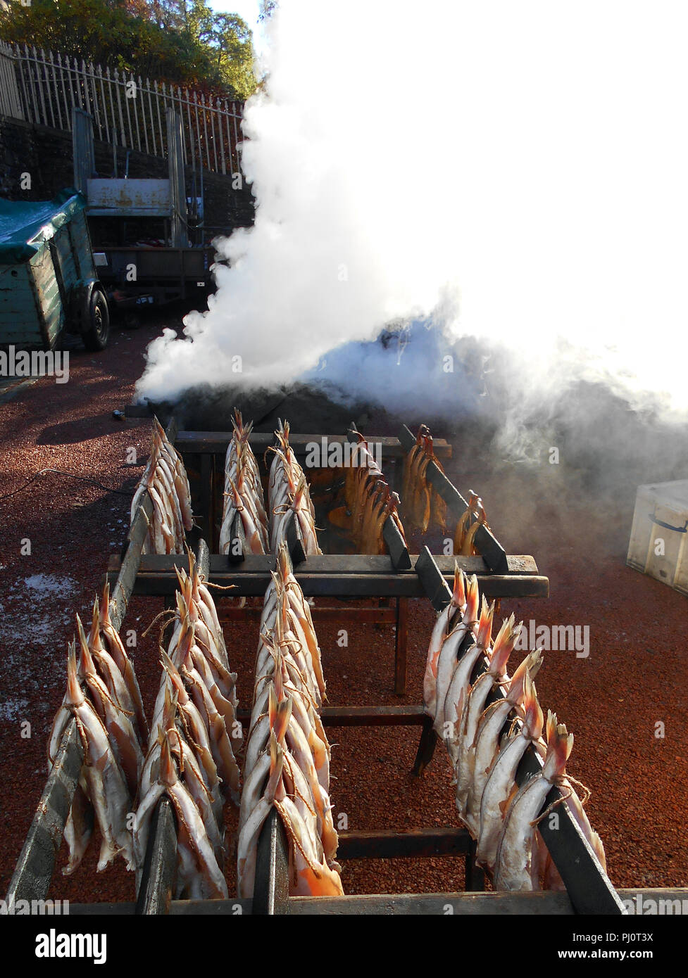 Rows of fresh haddock are ready to be put over the smoking wood chips