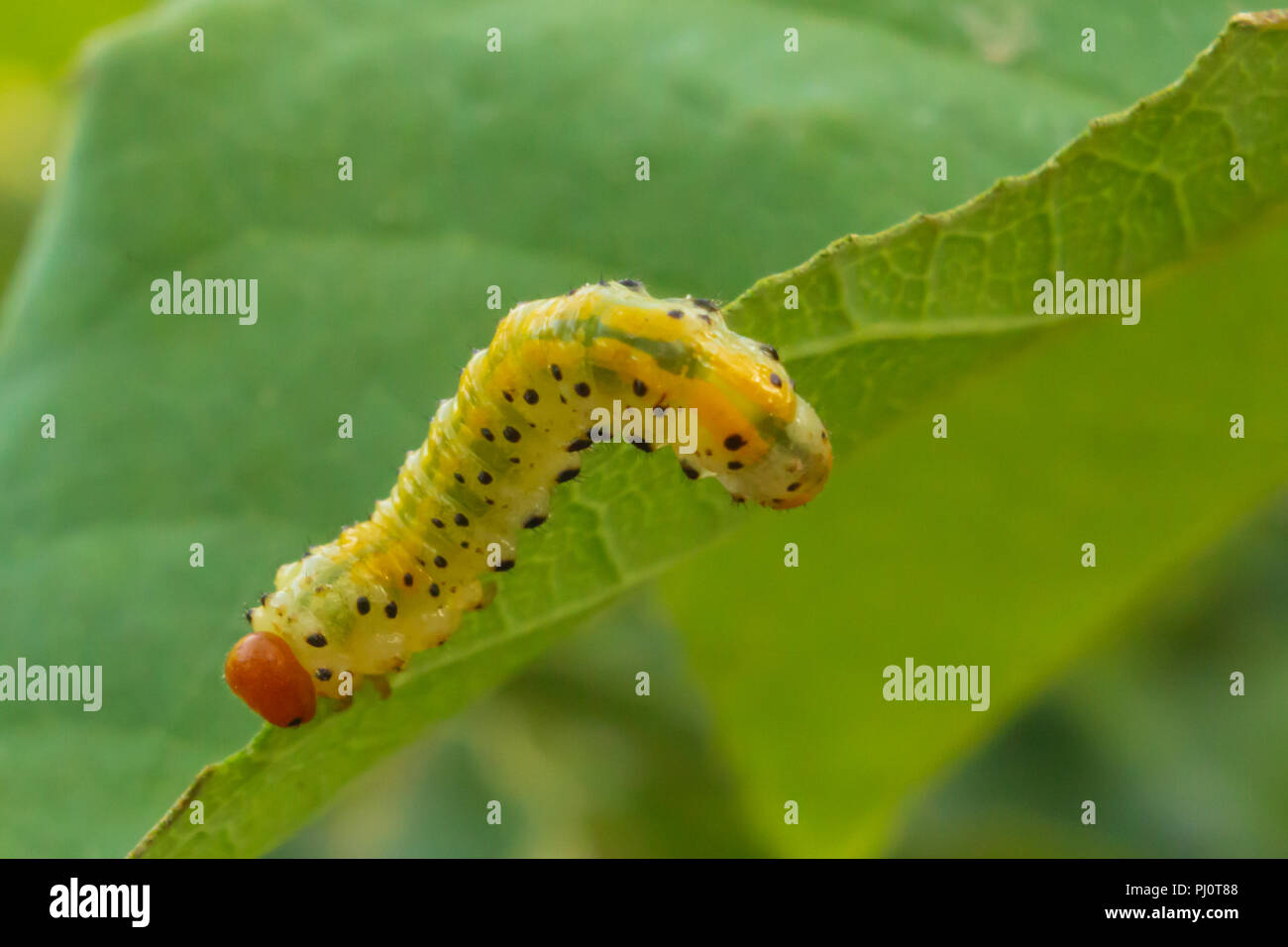 Sawfly Caterpillar Rose High Resolution Stock Photography and Images