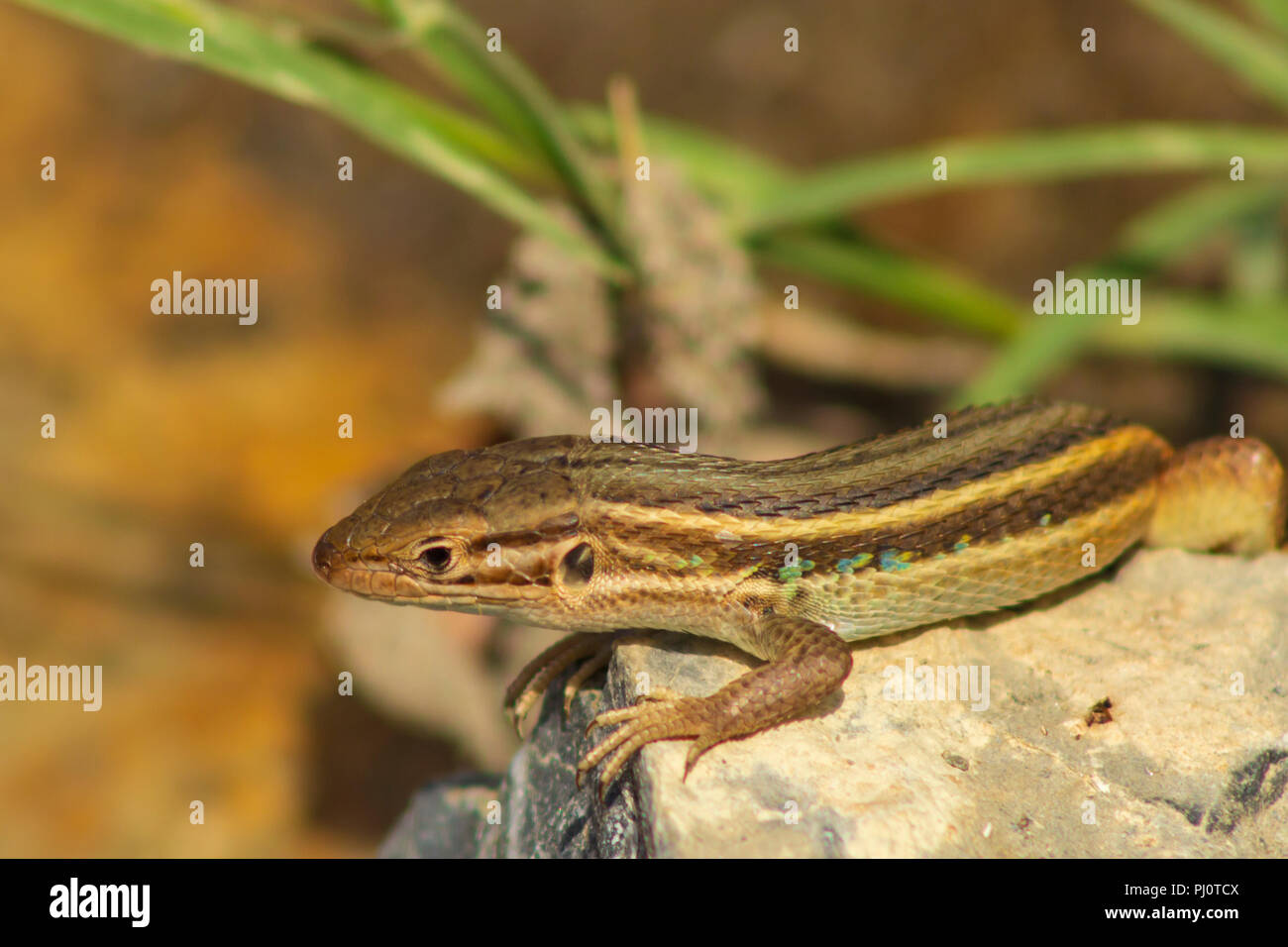 Algerian sand lizard hi-res stock photography and images - Alamy