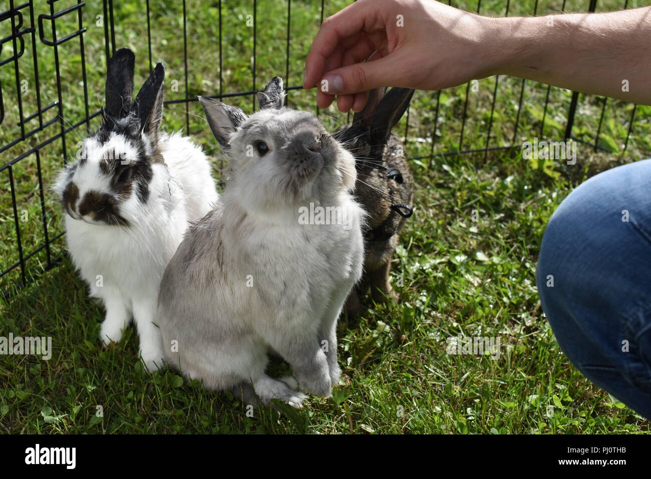 Three pet rabbits bonding with owner in outdoor cage on a property near Moose Lake Stock Photo