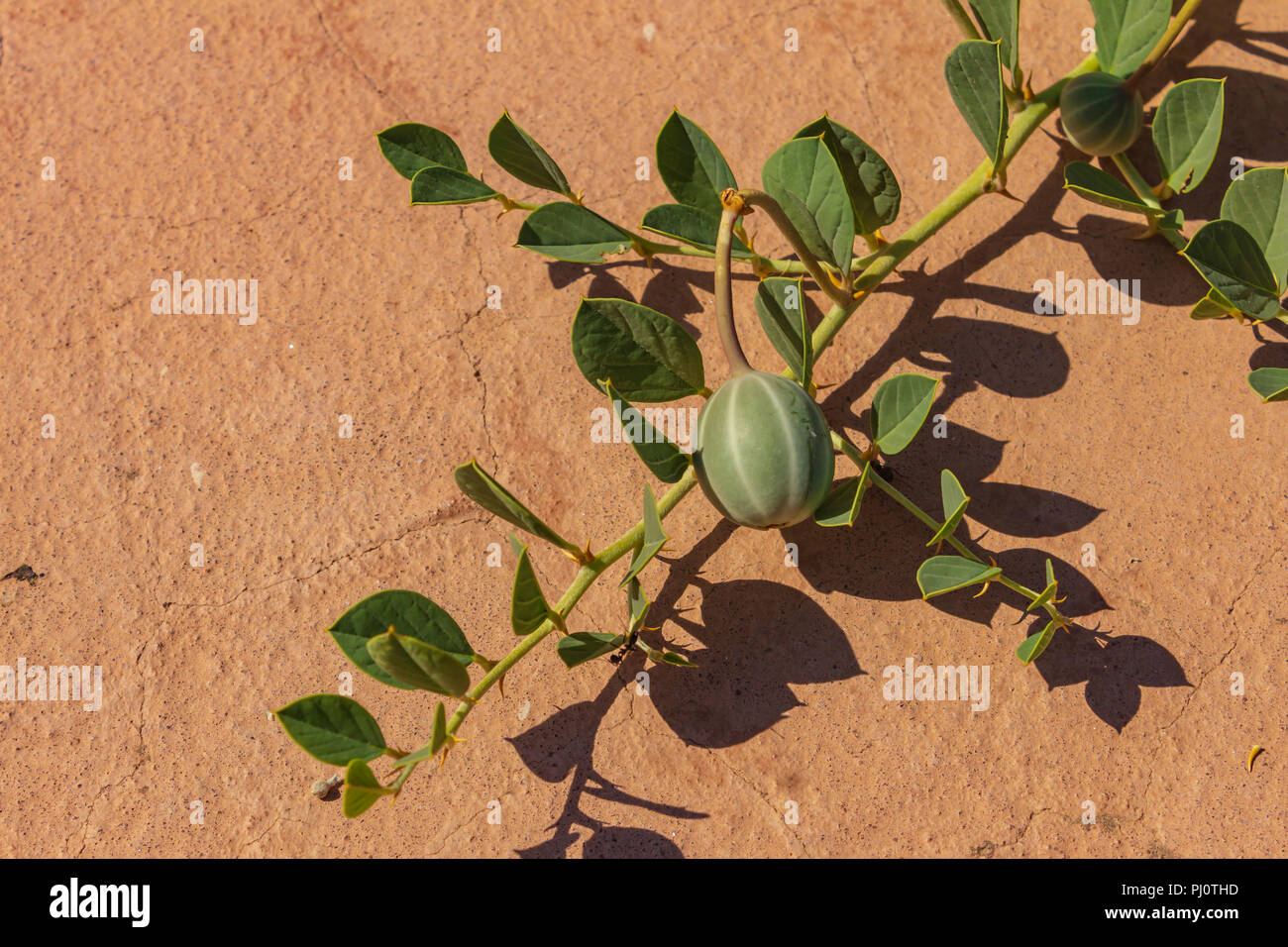 Capparis spinosa, Capers Bush Growing Wild in Spain Stock Photo Alamy