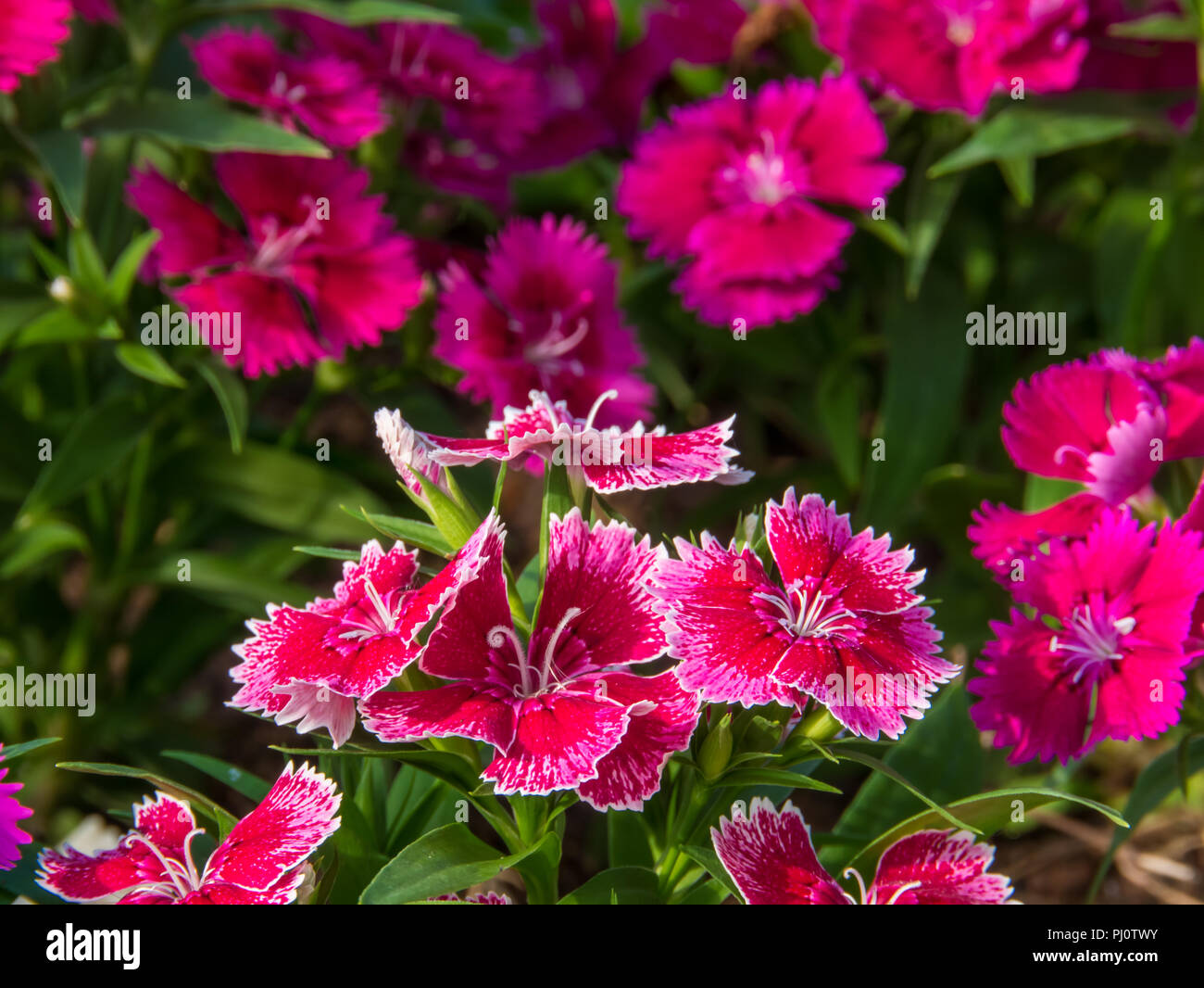 pink flower background, blurred flower background