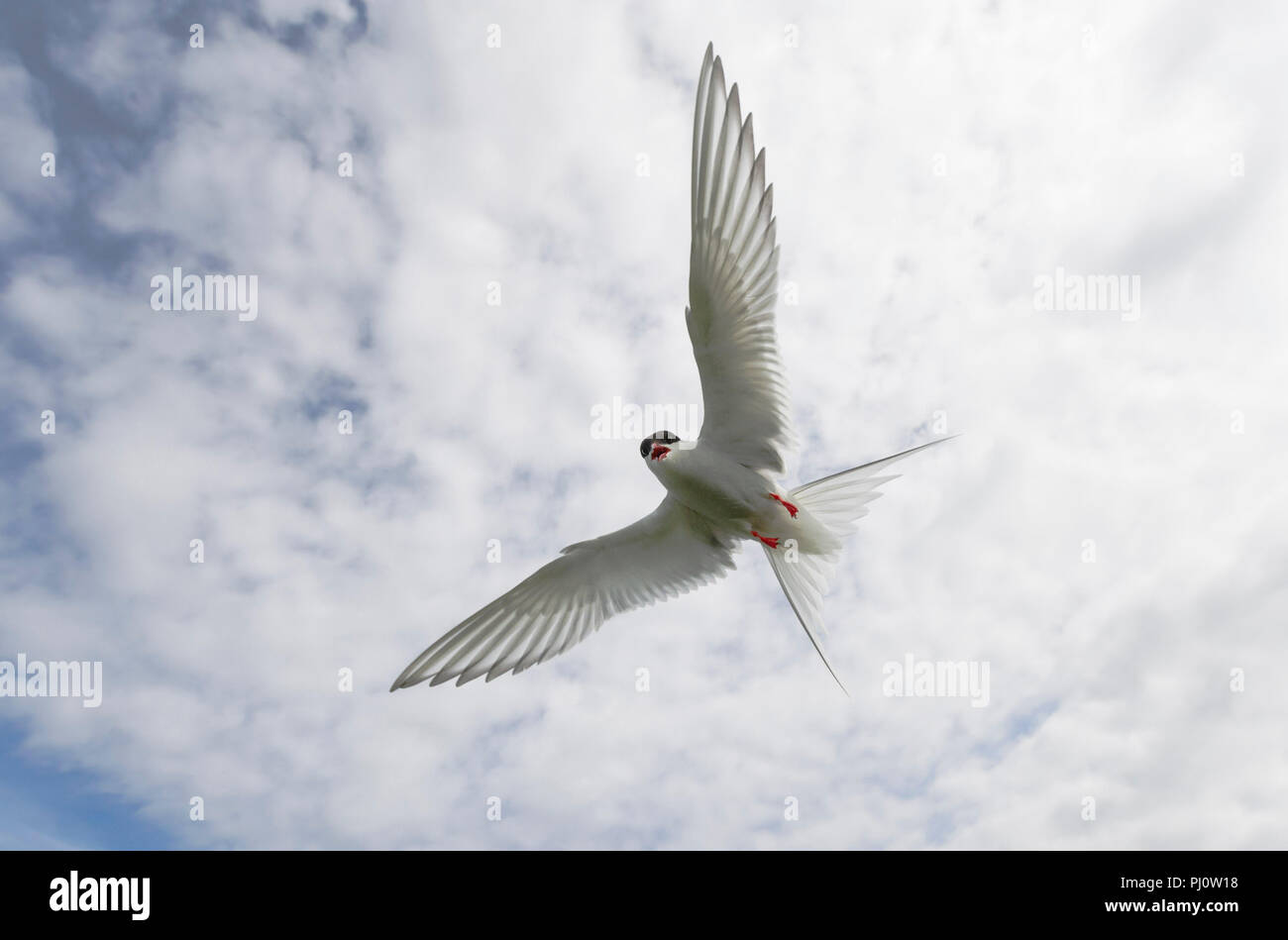Arctic Tern in flight Sterna paradisaea Stock Photo
