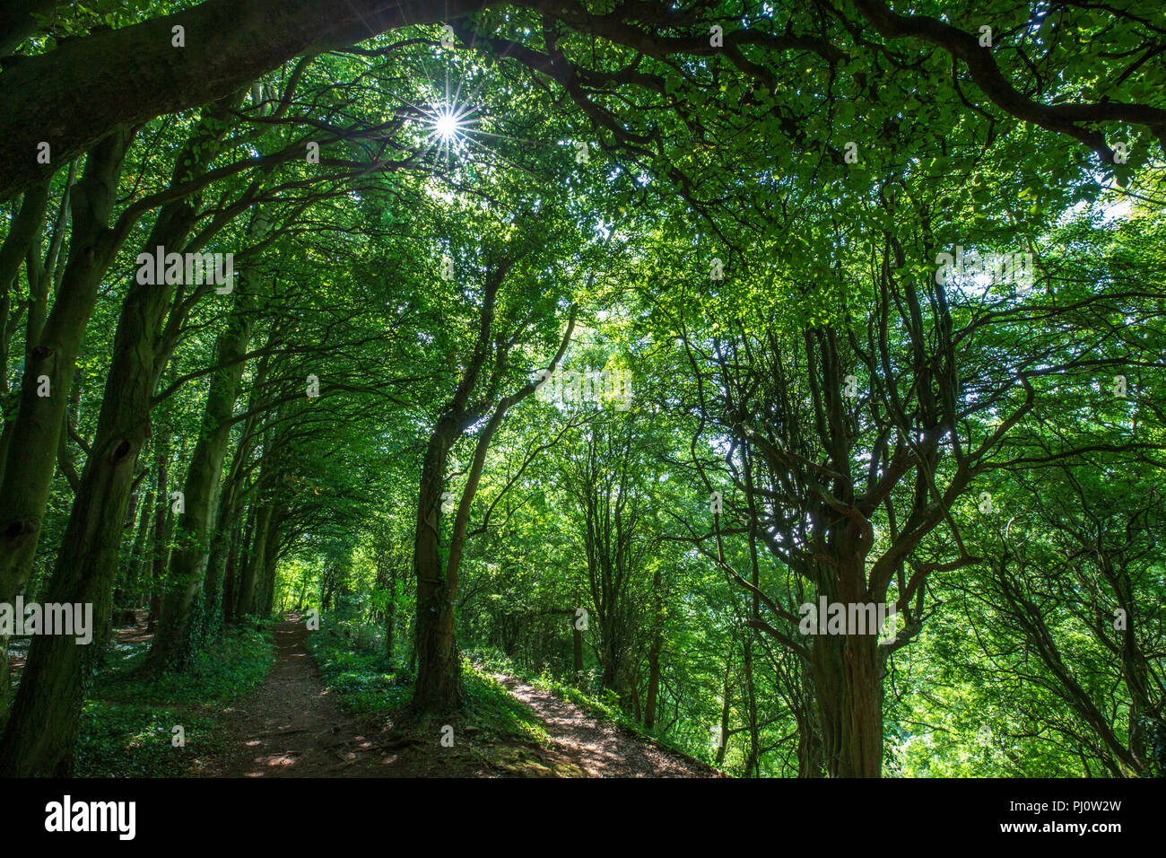 A tree lined route along the Cotswold Way footpath Stock Photo Alamy
