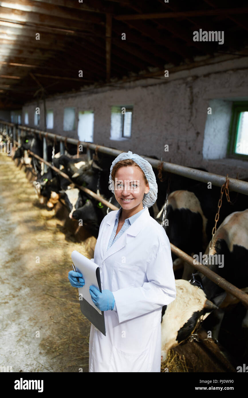 Veterinarian in Cowshed Stock Photo