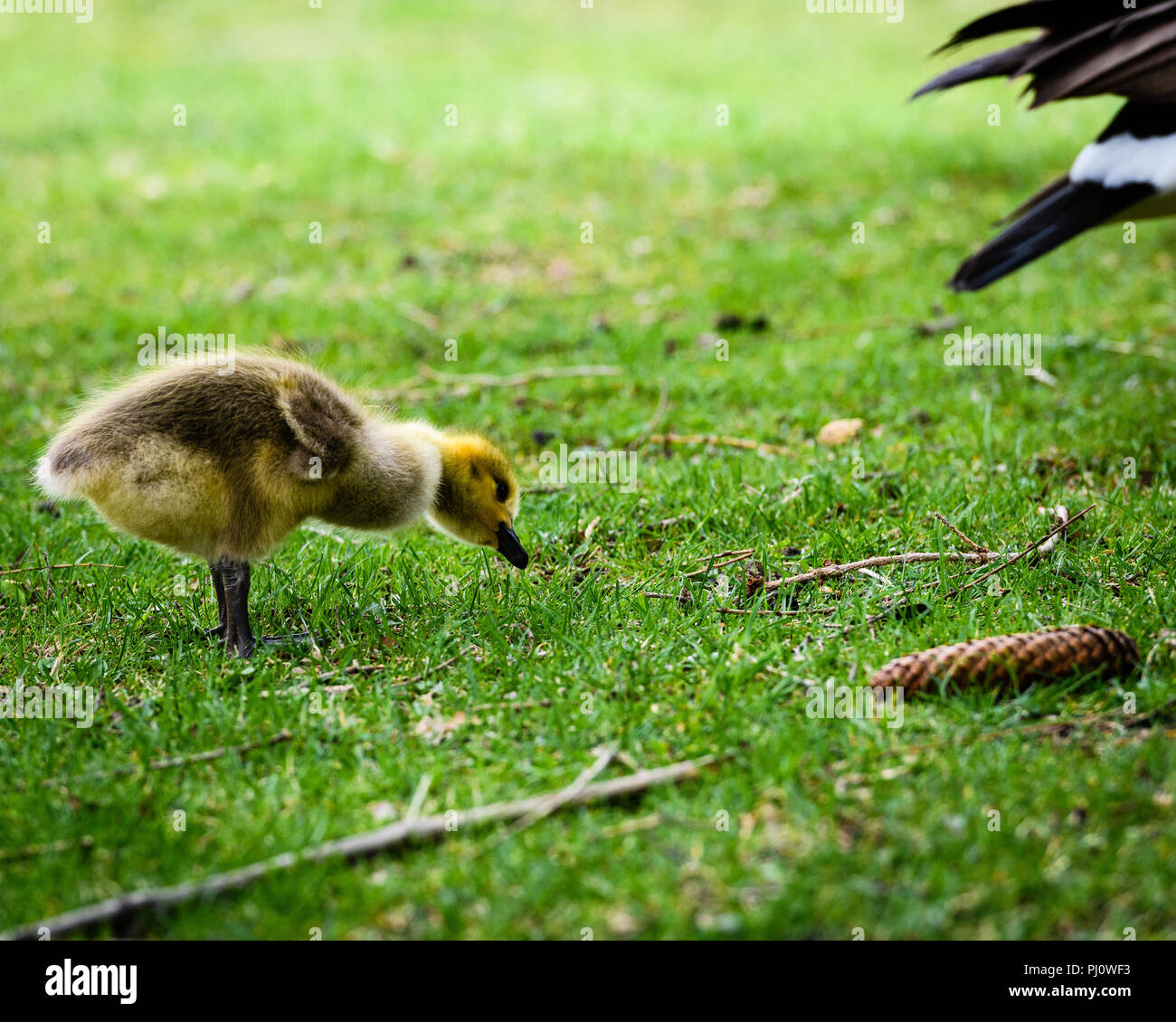 Baby Canada Goose Gosling Grazing on Grass Stock Photo