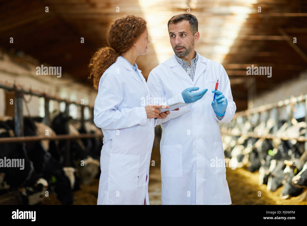 Health Inspection at Farm Stock Photo