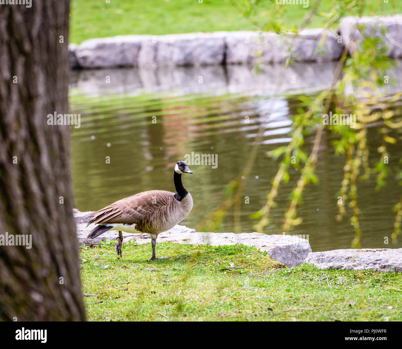 Canada Goose Standing Alone Near Pond and Tree Stock Photo