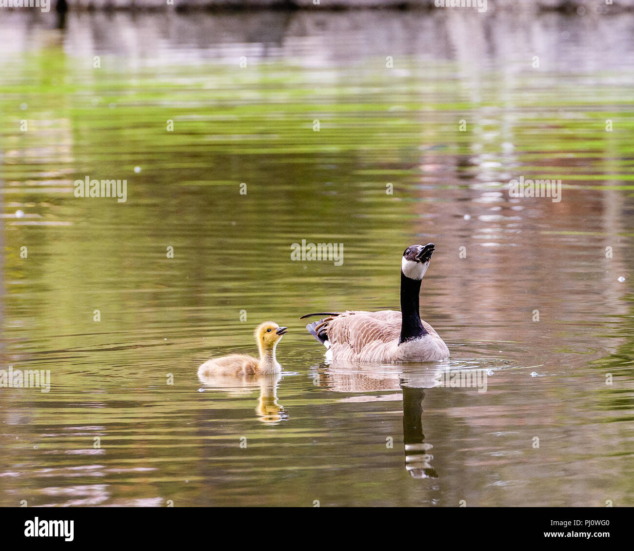Canada Goose and Baby Gosling Swimming Together In Pond Stock Photo