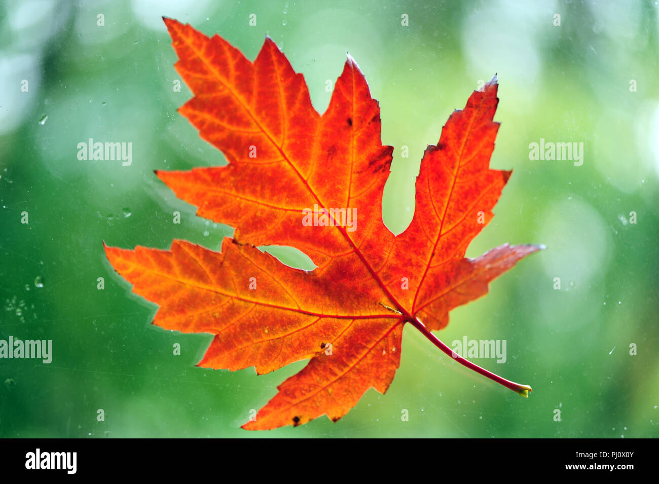 Single Autumn Maple Leaf Close up Stock Photo Alamy Single Autumn Maple Leaf Close up Stock Photo Alamy