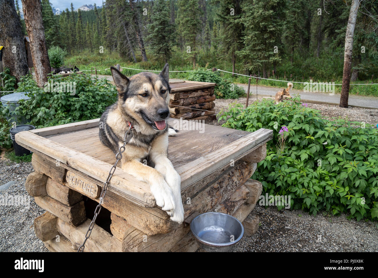 An Alaskan Husky Sled Dog sits in his kennel in Denali National Park