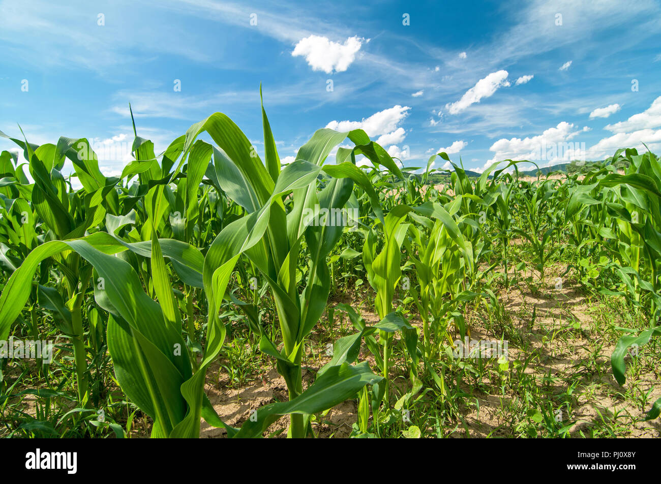 Corn field on a bright sunny day with blu sky in the background Stock Photo