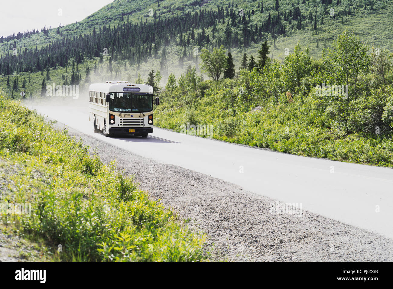 A white tour bus drives down the gravel park road in Denali National Park in Alaska. The road is closed to personal vehicles. 2018 July 30 - Denali AK Stock Photo