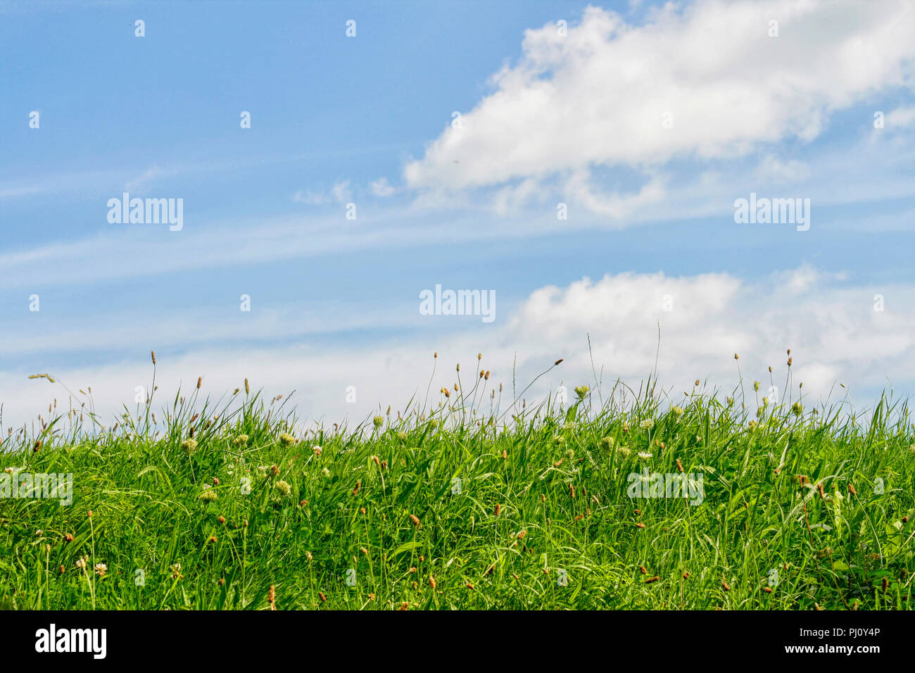 Green grass and blue sky with white clouds. One third grass, two thirds sky Stock Photo