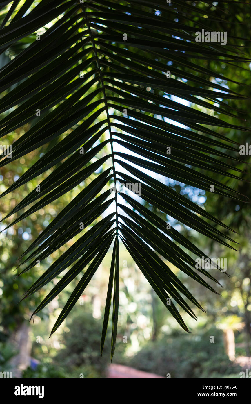 leaf of phoenix dactylifera palm tree from north africa design Stock ...