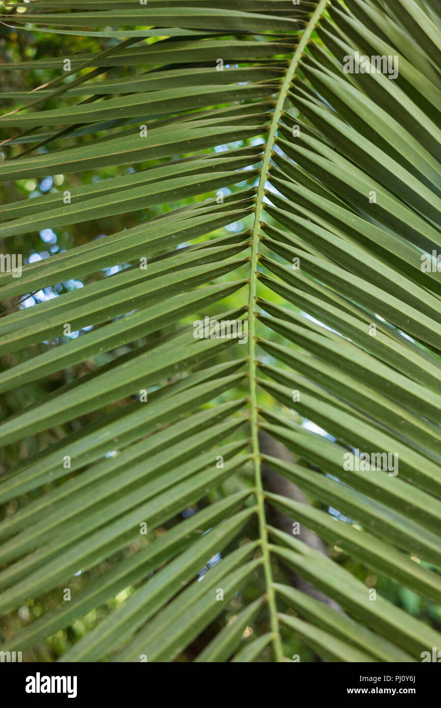 leaf of phoenix dactylifera palm tree from north africa design