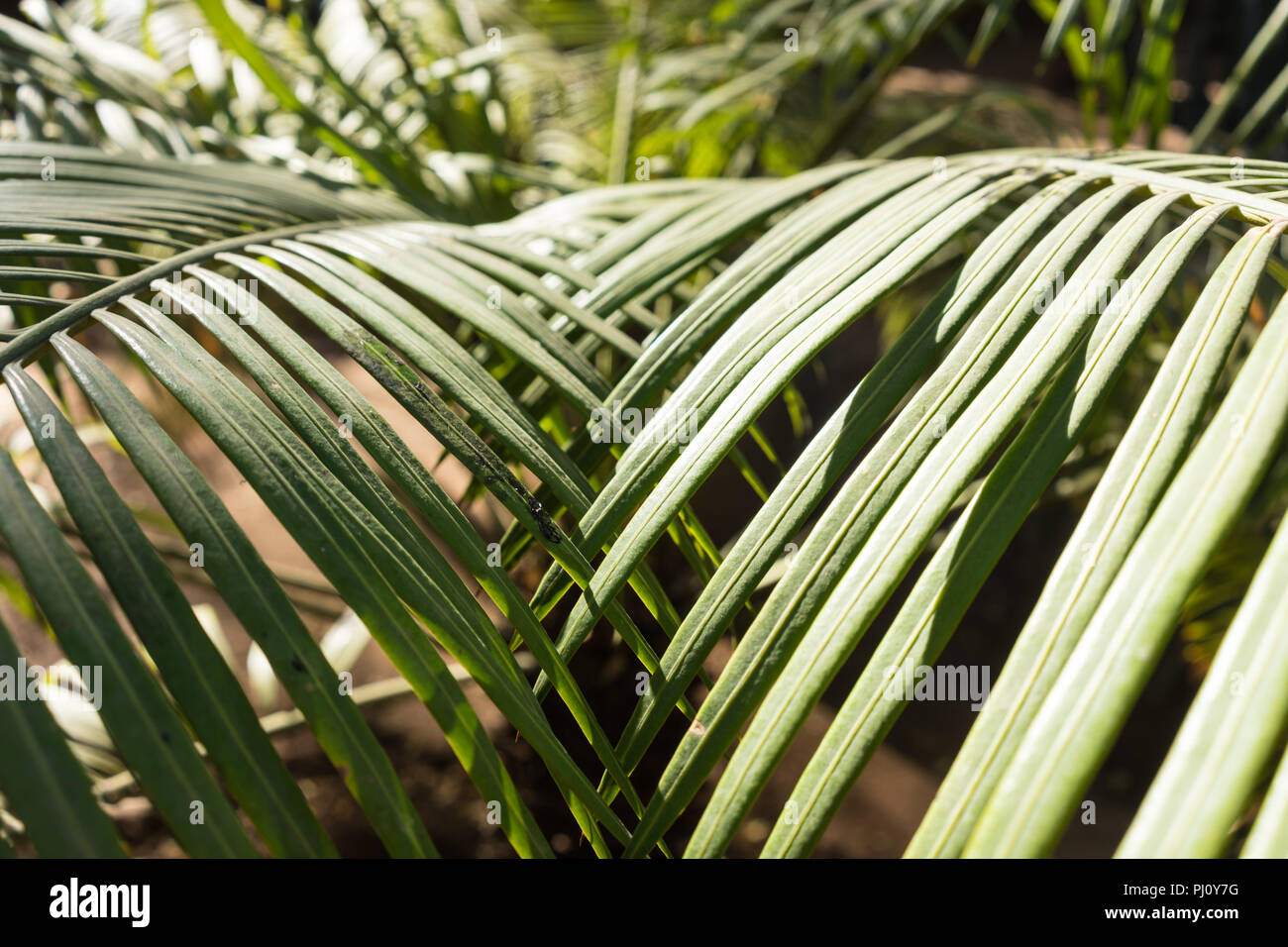 lepidozamia peroffskaya palm leaf background design from australia Stock Photo