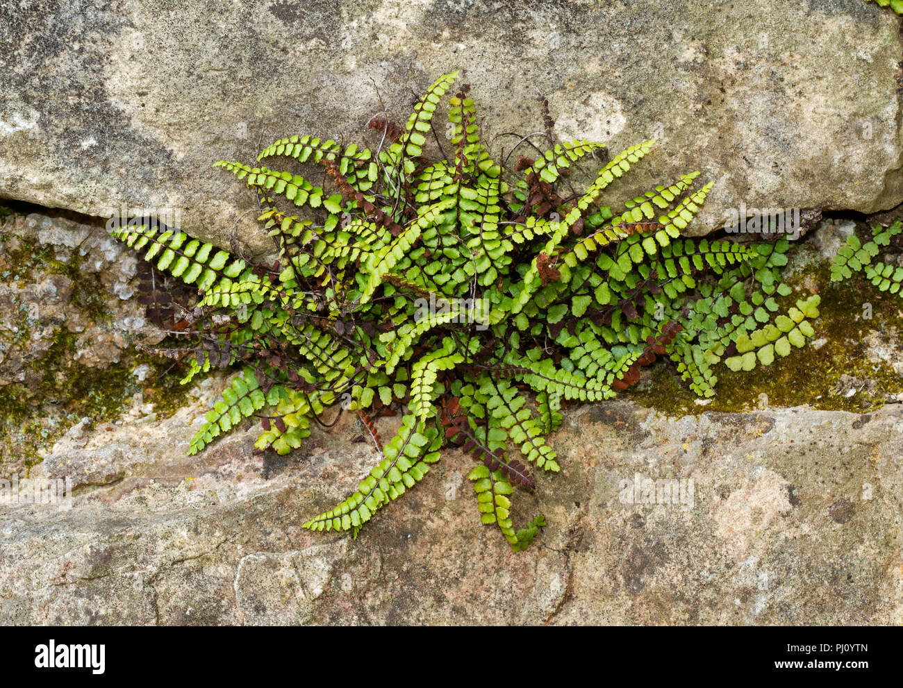 Maidenhair spleenwort, Asplenium trichomanes, a small fern, growing on a wall Stock Photo
