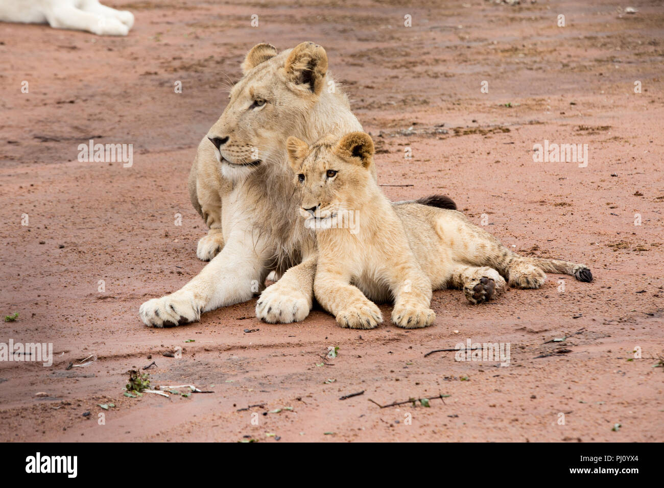 Lion and Lion Cub resting together Stock Photo