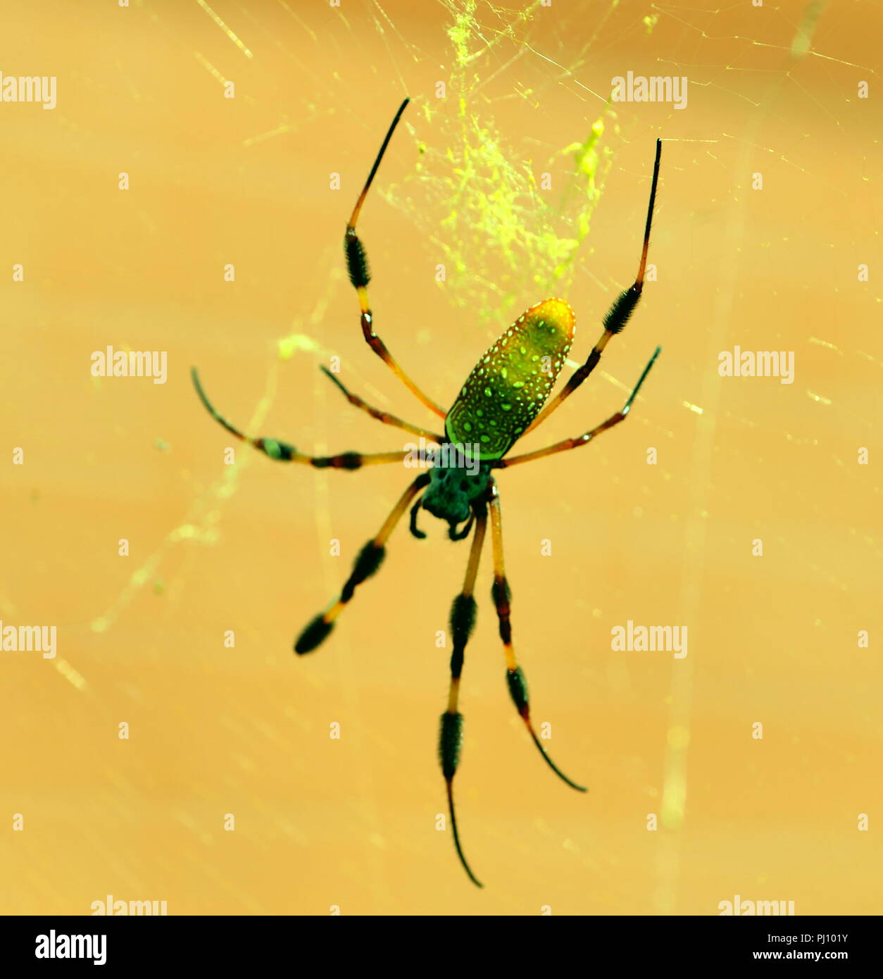 Golden Silk Orbweaver Spider (Nephila Clavipes Stock Photo Alamy