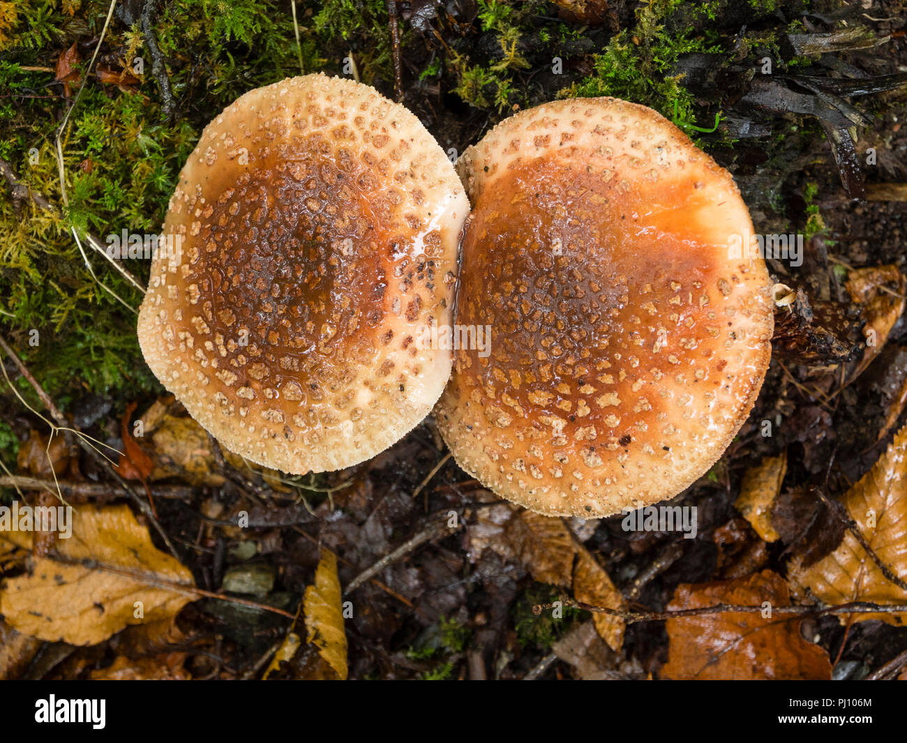 Twin mature fruiting bodies of the Blusher mushroom, Amanita rubescens, among birch leaf litter Stock Photo