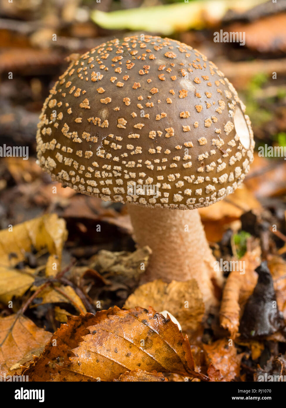 Freshly emerged fruiting body of the Blusher mushroom, Amanita rubescens, among birch leaf litter Stock Photo