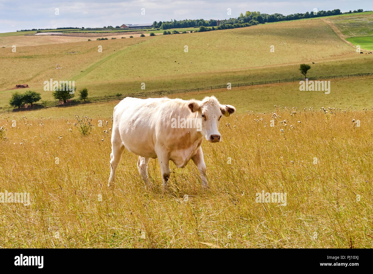 Cattle in English countryside during summer Stock Photo