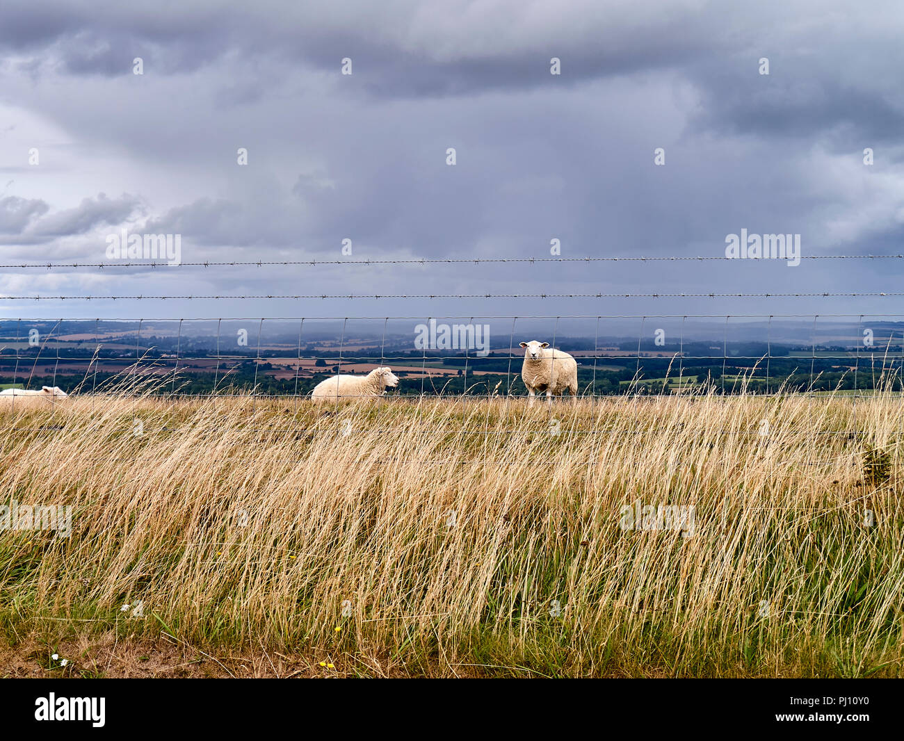 Sheep on the downs above West Berkshire, England Stock Photo