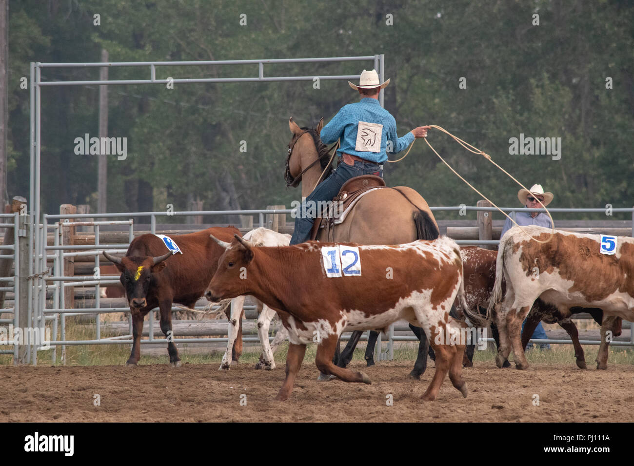 Cowboys compete in the calf doctoring competition at the annual ranch ...