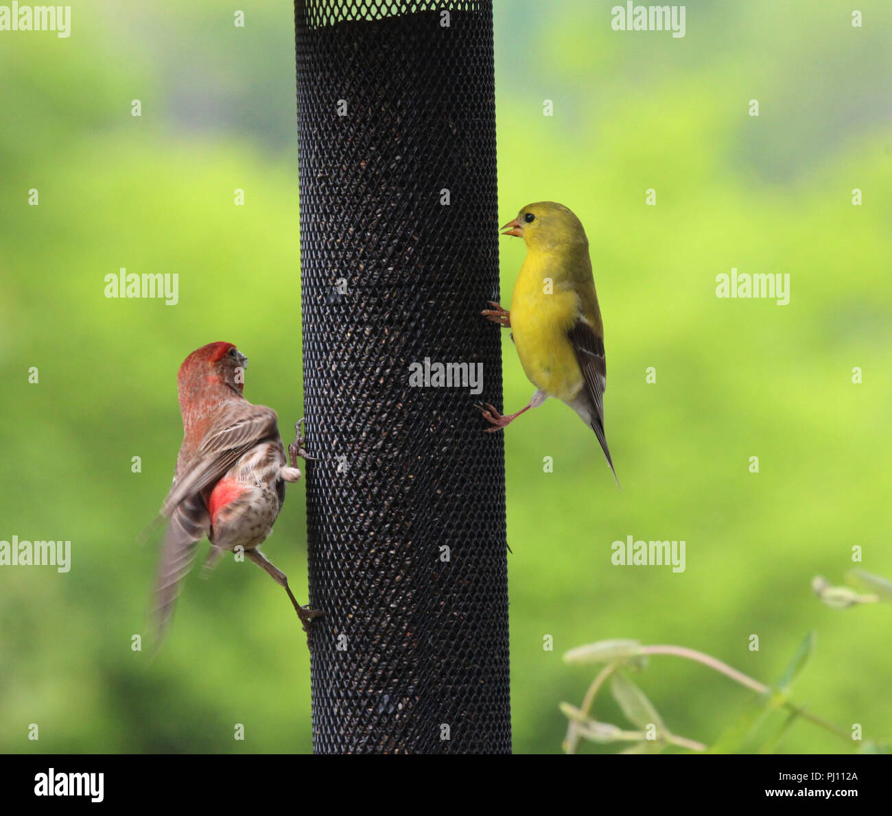 House Finch And American Goldfinch Eating Nyjer Thistle Seed At