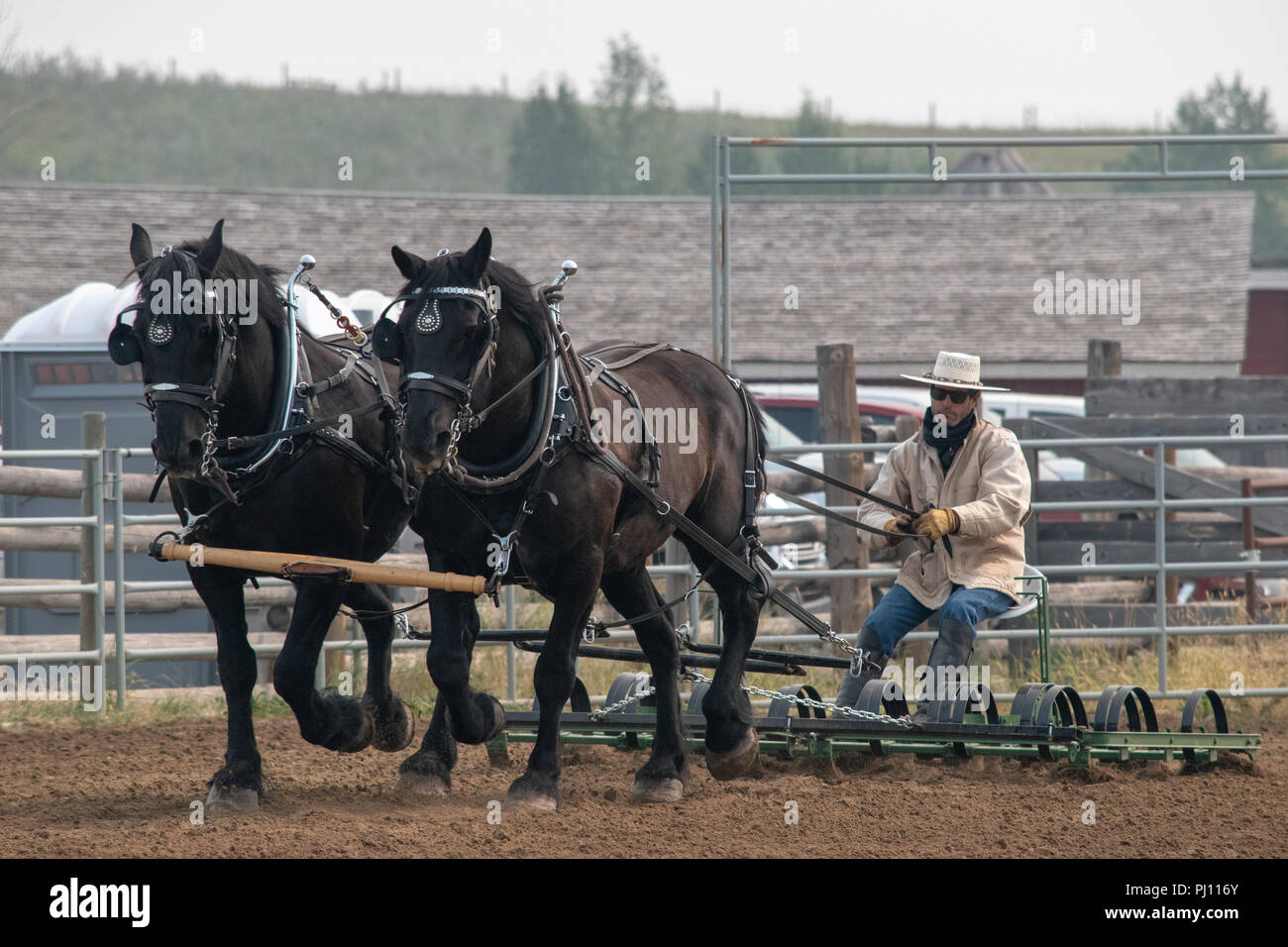 Corral Rake A team of black Percherons rake the corral at the Bar U Ranch, National ...