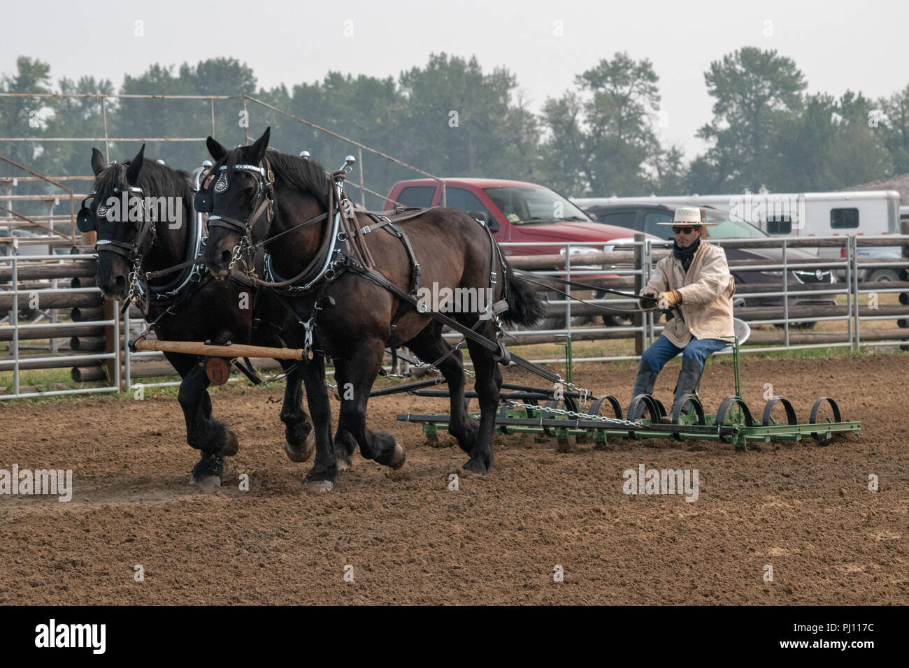 Corral Rake A team of black Percherons rake the corral at the Bar U Ranch, National ...