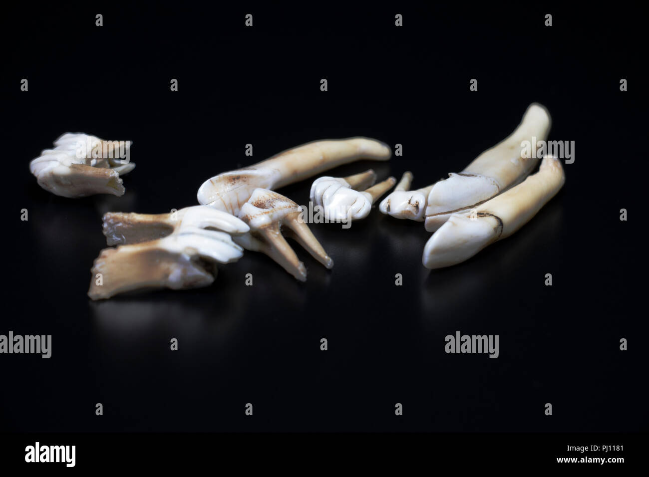 Animal teeth reflecting on black background. Different sizes of pulled teeth  from a deer, elk, or moose Stock Photo - Alamy