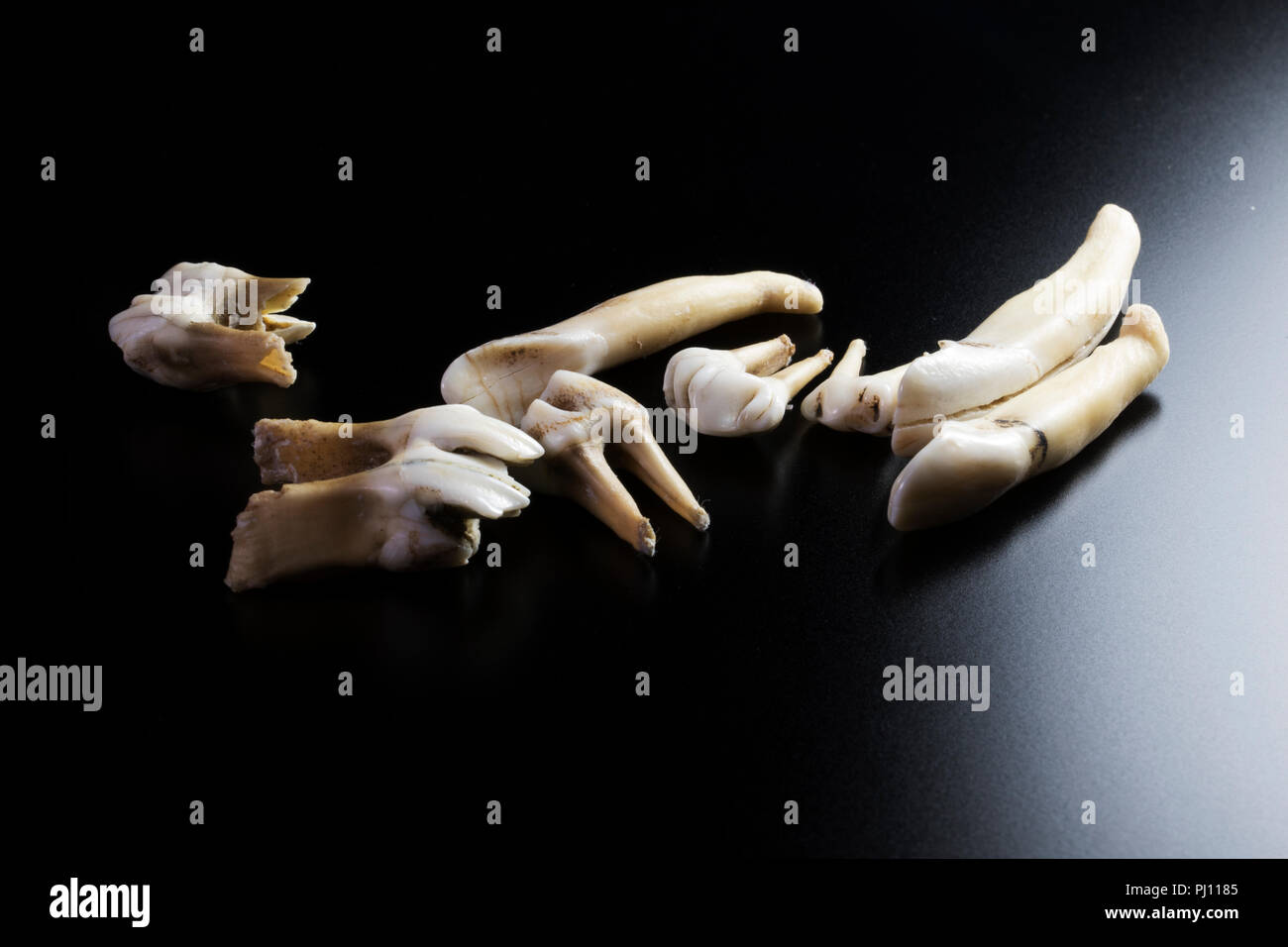 Animal Teeth isolated on black background. Various sizes of Molar teeth, chipped tooth, animal anatomy. Teeth removal. Stock Photo